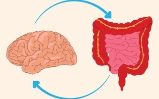 Scientists Uncover New Function of the 'Gut Brain'